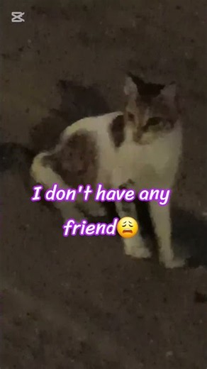😪Hi, I'm Sad #catshorts😺 #catmemes😽 #funnycats😹 #viralcats😻 #paws😾 #pets😽