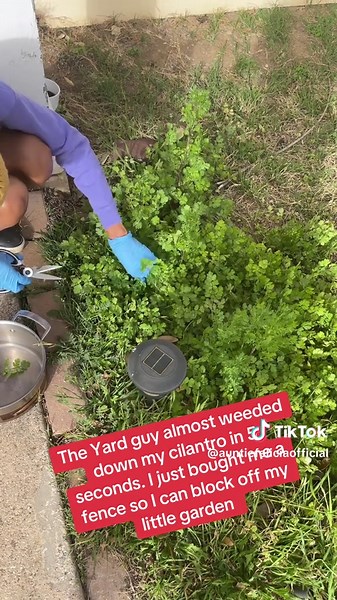 I had to save my cilantro from the yard man
