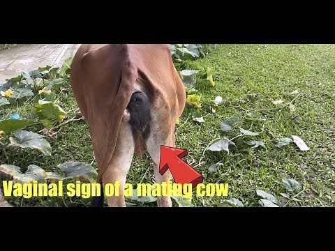 The sign of the cow's vagina is mating
