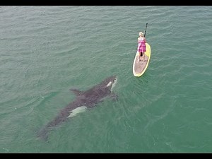 Lady with orcas paddle boarding Baja California