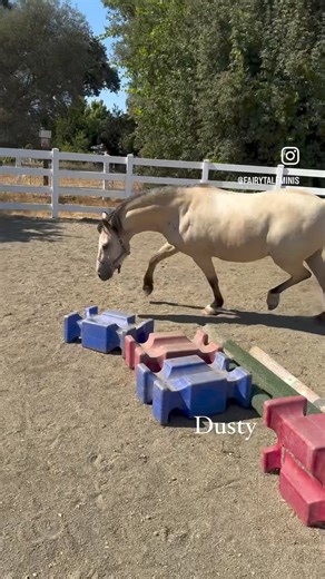 Dusty (The last owner surrender who recently came into us) This little boy overflows with character. He has a personality that outshines all else and he is also stunning to watch. He is a little ADD and gets distracted easily but that makes him all the more adorable. He will forget what he is doing and either start to walk away then suddenly remember or have to be reminded he are trotting in a circle. He is one who needs motivation to move. He loves to be in the middle of everything and part of 