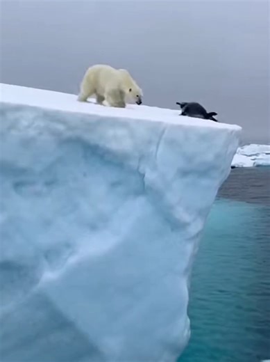 A Caça no Gelo: A Resistência do Urso Polar