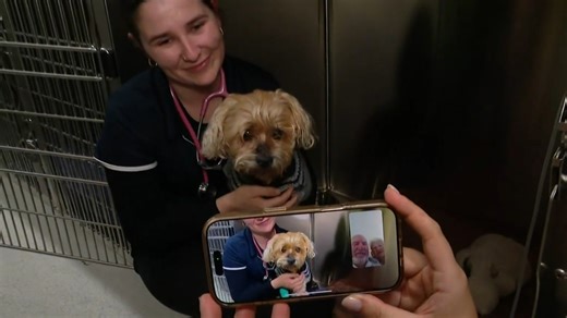 Missing dog reappears after seven weeks