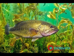 Sixty Seconds Underwater: Episode #3 Largemouth Bass Underwater