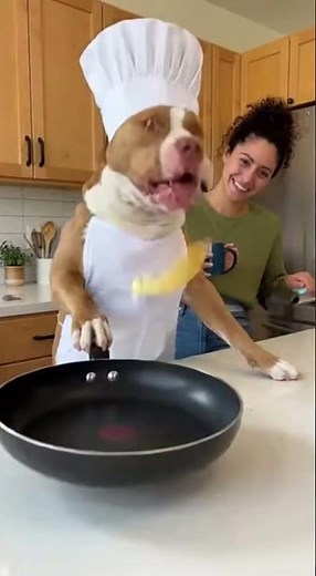 Pitbull in the Kitchen: Wholesome Chef Moments