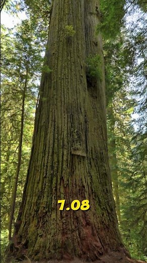 The Giant Redwood tree Sequoia sempervirens