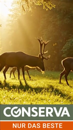 CONVAR Feldküche Wildtopf – Genuss aus heimischen Wäldern #convarfoods #outdoorfood #jagd #pixar