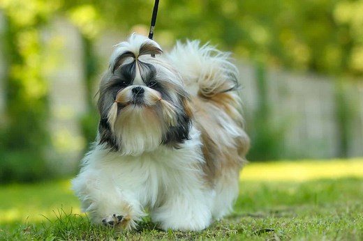 How Smart Are Shih Tzus? Everything We Know About Their Intelligence