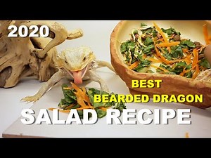 The Best Bearded Dragon Salad Recipe !! 2020 **Must Try**
