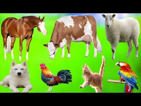 Farm Animal Sounds – Horse, Sheep, Cat, Puppy, Goat & More | Relaxing Animals Video