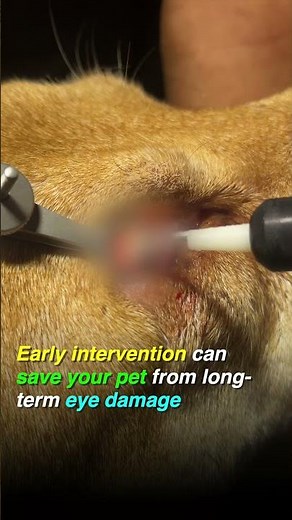 Indolent Corneal Ulcers in Pets: Early Diagnosis and Treatment for Eyelid Mass | The Eye Vet