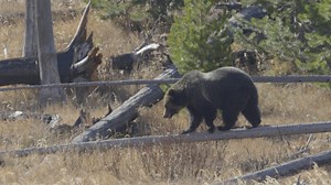 The young grizzly named Jam was practicing her log-walking skills yesterday, just like mom and other bears in this area of downed logs from a recent fire. Raspberry (Jam's mother) and her new cub were just a few hundred yards away this day, but the three never really acknowledged each other while I was there. #yellowstone #grizzlybear #nationalpark #Wyoming #wildlifephotography #wildlife #naturephotography | Trent Sizemore Photography