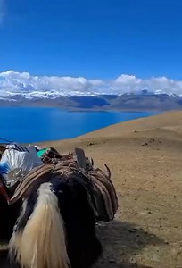 8.1K views · 284 reactions | The domestic yak, also known as the Tartary ox, grunting ox or hairy cattle, is a species of long-haired domesticated cattle found throughout the Himalayan region of the Indian subcontinent, the Tibetan Plateau, Kachin State, Yunnan, Sichuan, Gilgit-Baltistan | Safari Travel and Tours | Facebook