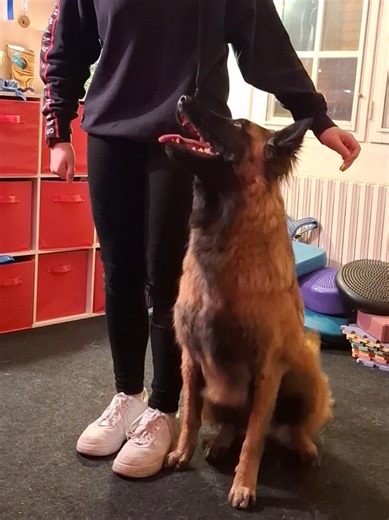 Effective Belgian Malinois Training Techniques