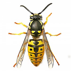 Types of Wasps: What are they?, Remedies and More ▷➡️ Postposmo