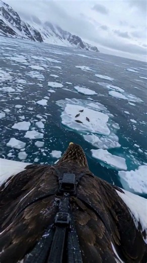 POV: Flying Over the Arctic as a Steller’s Sea Eagle 🦅❄️