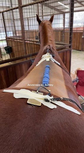 Rehab Progress Update: Kissingspine Surgery Recovery