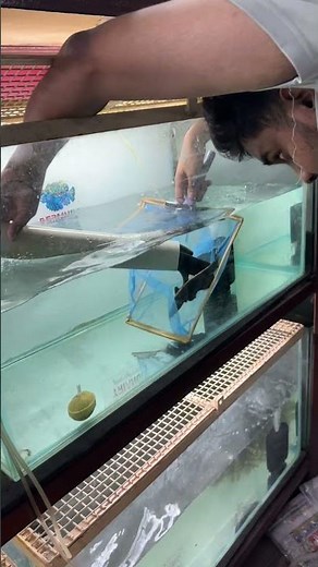 Bangalore மீன் packing safe ஆ ✈️ பண்ணலாம் #btaqua #coimbatore