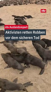 Den ntv Auslandsreport seht ihr auf RTL . Da gibt es die ganze Reportage über die wichtige Arbeit der #Robben-Retter. 🦭❤#ntv #auslandsreport | ntv Nachrichten