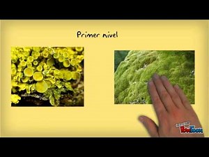 El bosque templado caducifolio