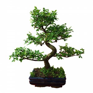 [Hot Item] Real Plant Hot Sale All Kinds of Varieties Elm Tree Bonsai