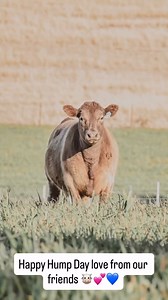 Happy Hump Day love from our friends at Glanmire Murray Greys We have our homegrown available to buy through our website https://www.glanmiremurraygreys.com.au/ Or call/DM if you have any questions or would like to discuss a beef 🥩 custom pack #glanmiremurraygreys #murraygreys #paddocktoplate | Glanmire Murray Greys