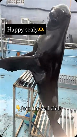 Seals and Sealions 🦭 | Fun Fact: Have you ever seen a sea lion jumping in and out of the water while swimming fast? This is called “porpoising.” They do it to... | Instagram