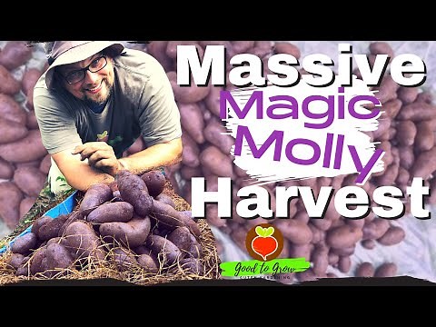 PURPLE Potato Harvest | Magic Molly Potatoes in Containers | Guten Yardening | Zone 5 Gardening