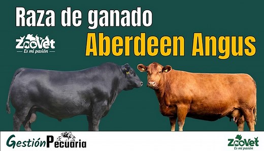 ▷ Raza bovina Aberdeen Angus ◁【Información Actualizada】✔