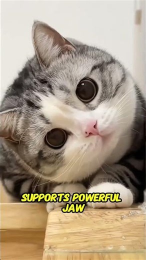 Why Cat Heads Are Perfectly Proportioned by Nature