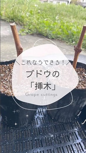 やってみよう！ブドウの挿木#幸せフルーツ工房 #自然栽培農家 #ブドウ栽培 #オーガニックフルーツ #家庭菜園