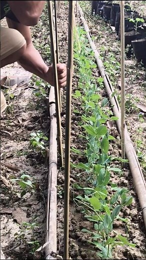 Quick DIY Support for Pea Plants