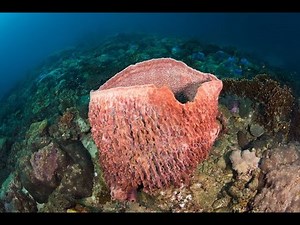 Sponge Porifera Water canal system