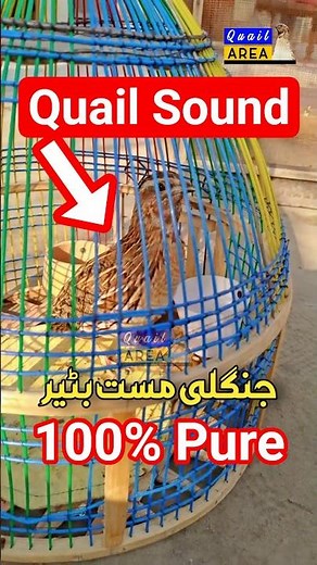 Quail Sound for Hunting | Batair Ki Awaz | بٹیر کی آواز | Bedana Ovizi | #quailsound #quailhunting