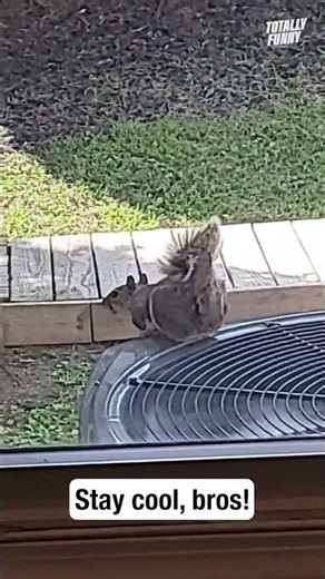 The Squirrel AC Hack That Actually Works 😆 #funnyanimals #trending #shorts
