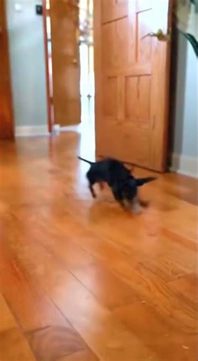 My prepper dog just showed me the truth #survival #shtf #shorts