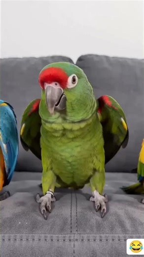 Funny Dancing Parrots Competition 🐦💃 | Viral Pet Dance Battle