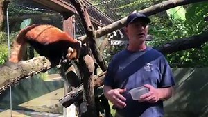 13K views · 564 reactions | Yesterday was International Red Panda Day! Here at the Zoo, we have two red pandas, one male, Kovu, and one female, Xia. Their keeper Ray talks to us about these two, and why it's so important that they inspire our visitors to fall in love with this incredible species! #InternationalRedPandaDay | Pittsburgh Zoo & Aquarium | Facebook