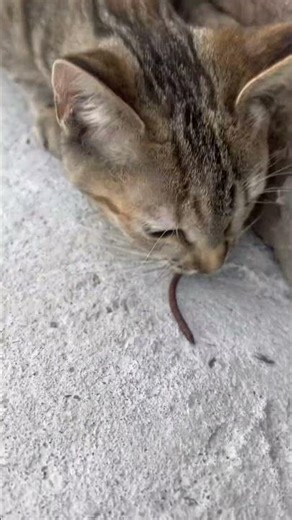 Cat doing tricks on command #cat #magic