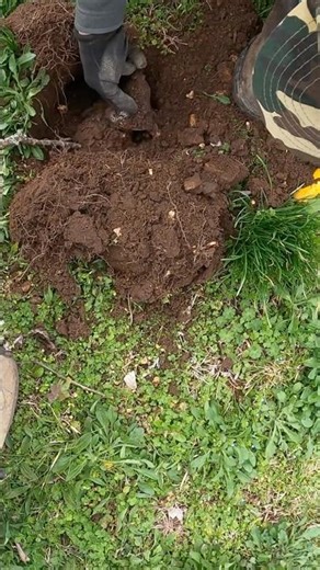 We Dug the Biggest Metal Detecting Signal Ever… A Giant Bell! 🔔