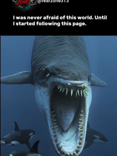 Dolphin Facts and Fish Photography Tips