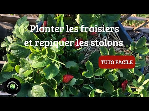 Comment planter les fraisiers et repiquer les stolons ?🍓『TUTO FACILE』