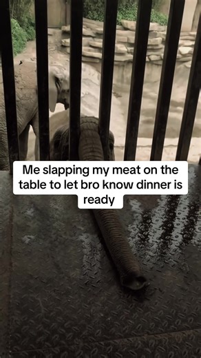 Funny Dinner Time Meme Featuring Elephant Theme