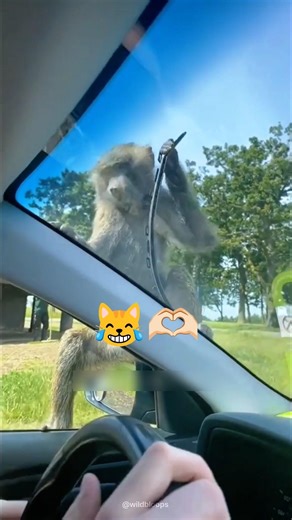 😂 Try Not To Laugh at These Wild Animal Fails & Funny Attacks! 😹 Epic Pet Chaos