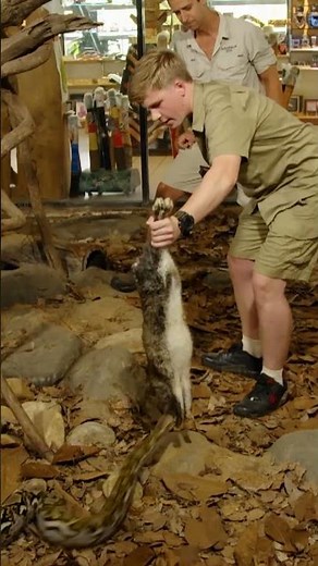 Robert Irwin Does the "Wiggle" with a 55 Pound Snake! | Crikey! It's the Irwins | Animal Planet