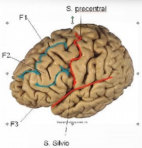 Neuroanatomía del Sistema Nervioso Central (SNC): Surcos y giros - Unidad de Neurocirugía RGS