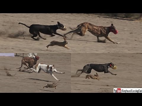 dog vs rabbit 2022 | greyhound coursing | wild rabbit videos