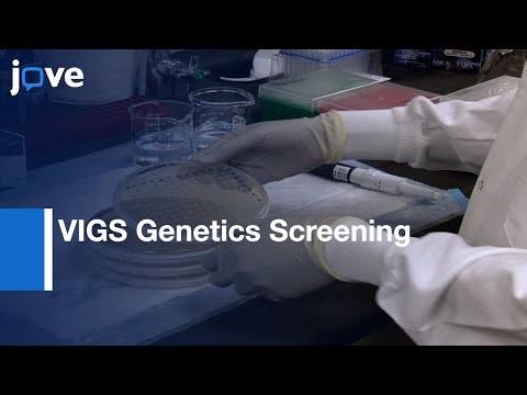 VIGS-Mediated Forward Genetics Screening for Gene Identification | Protocol Preview