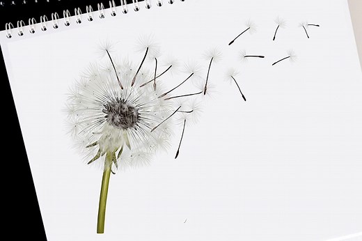 How to Draw a Dandelion - Create a Realistic Dandelion Drawing With Us