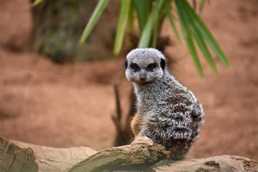 Why Meerkats Stand Up